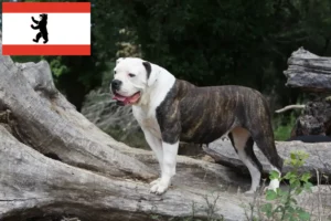 Read more about the article American Bulldog breeders and puppies in Berlin