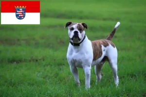 Read more about the article American Bulldog breeders and puppies in Hessen