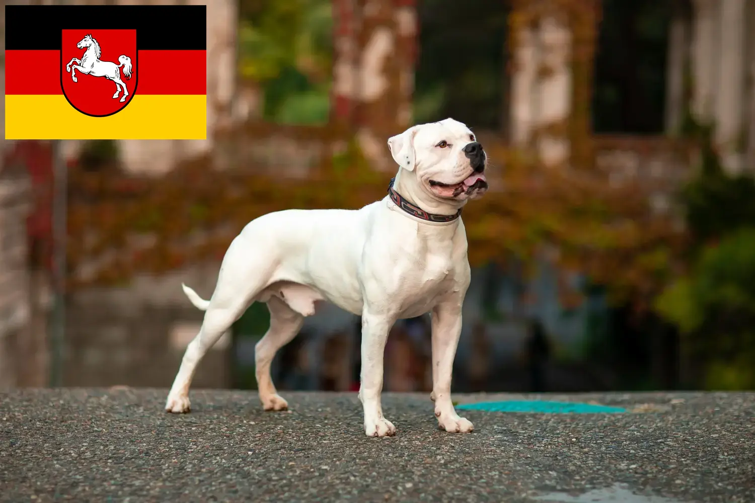 Read more about the article American Bulldog breeders and puppies in Lower Saxony