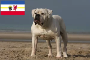 Read more about the article American Bulldog breeders and puppies in Mecklenburg-Vorpommern