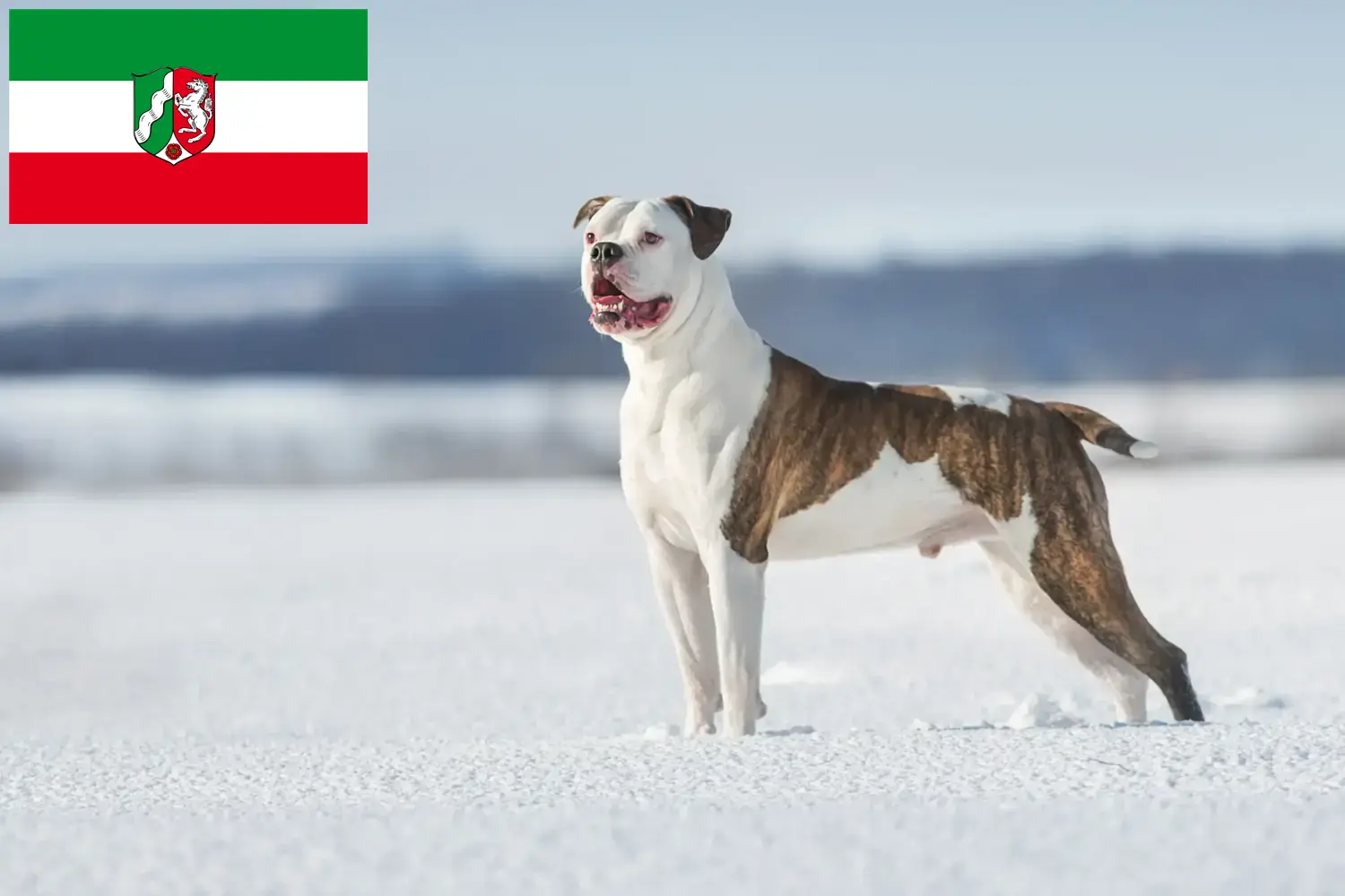 Read more about the article American Bulldog breeders and puppies in North Rhine-Westphalia