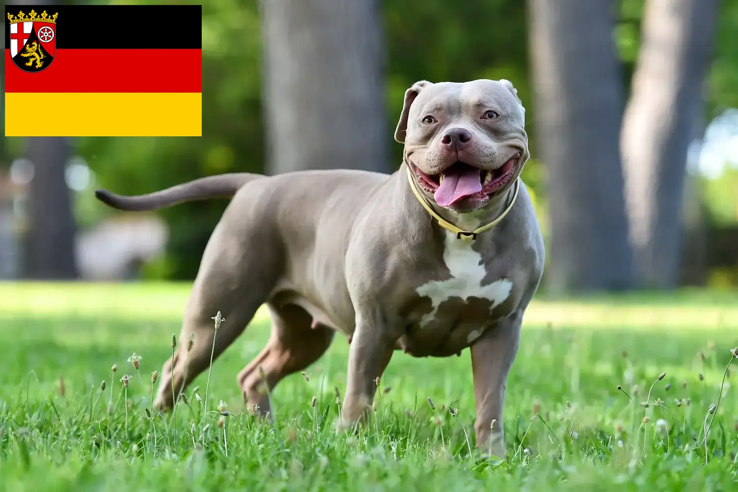 Read more about the article American Bulldog breeders and puppies in Rhineland-Palatinate