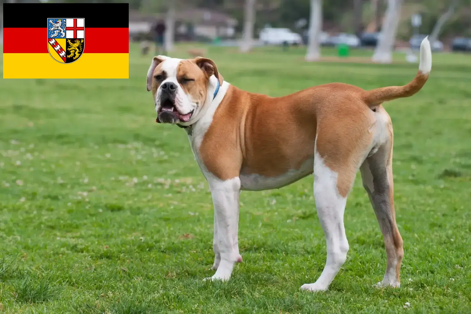 Read more about the article American Bulldog breeders and puppies in Saarland