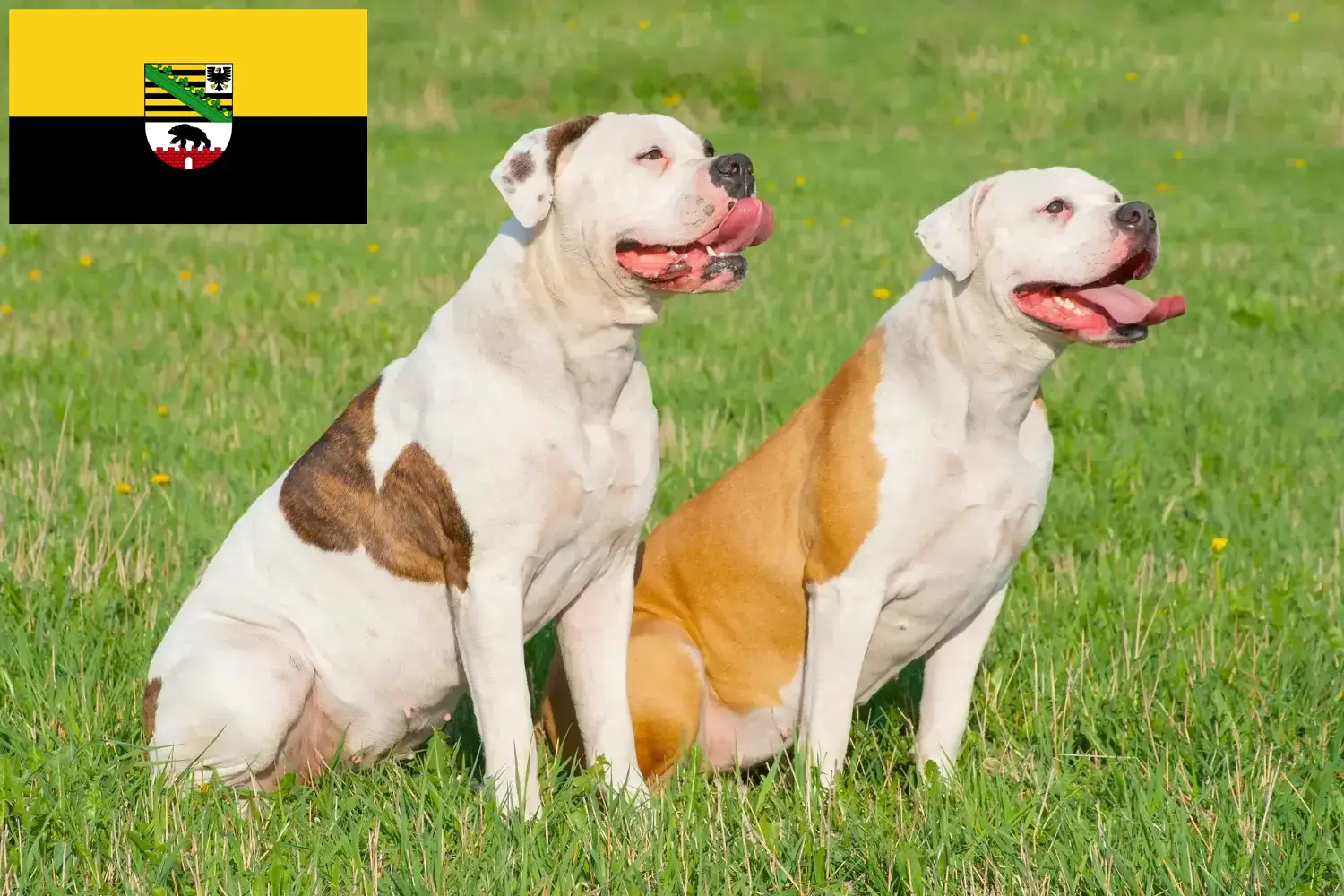 Read more about the article American Bulldog breeders and puppies in Saxony-Anhalt