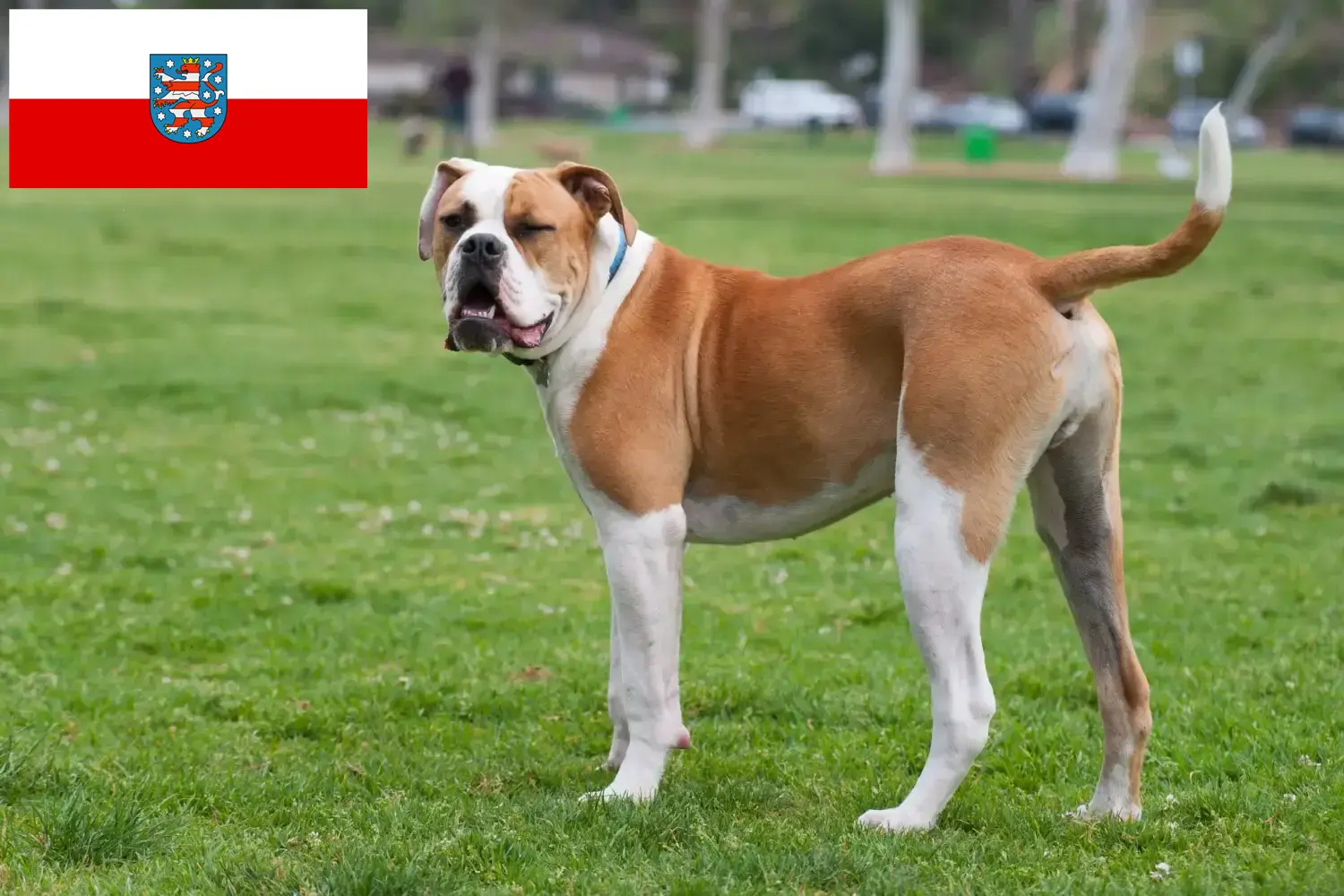 Read more about the article American Bulldog breeders and puppies in Thuringia