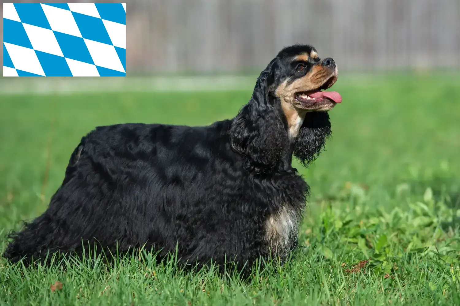 Read more about the article American Cocker Spaniel breeders and puppies in Bavaria