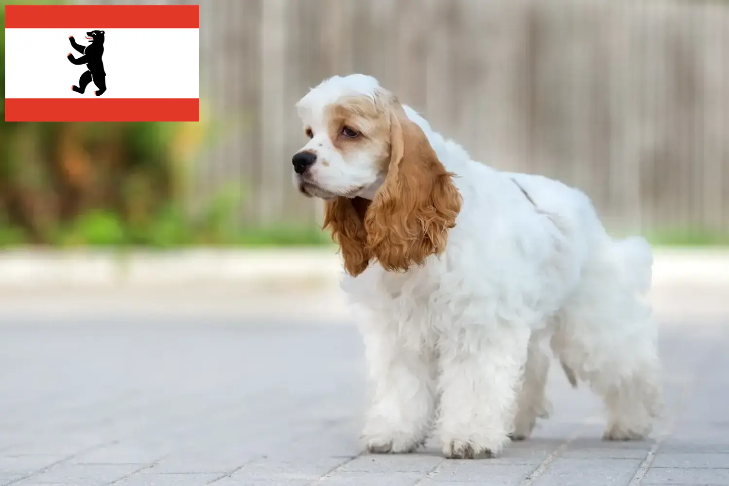 Read more about the article American Cocker Spaniel breeder and puppies in Berlin