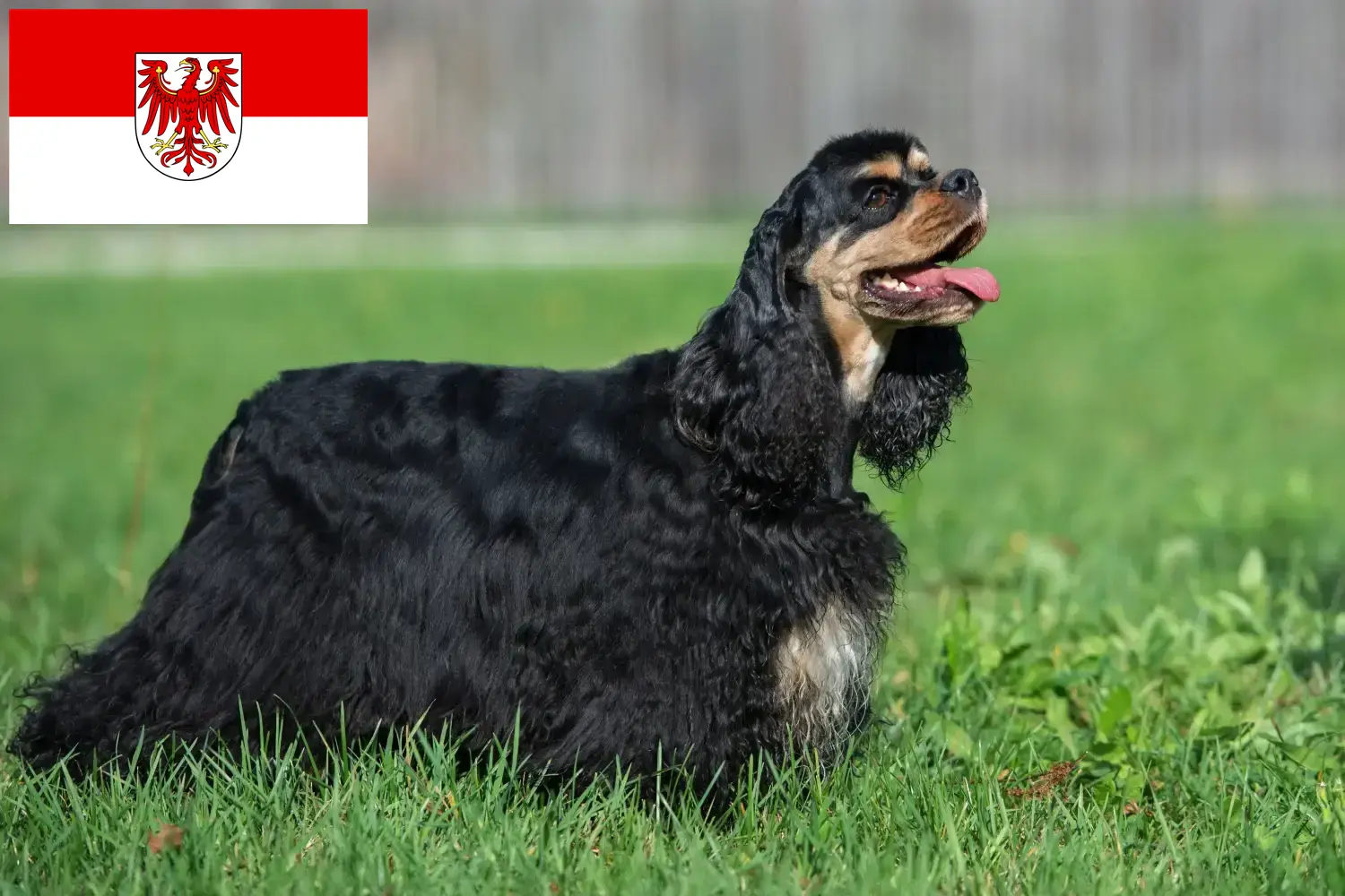 Read more about the article American Cocker Spaniel breeders and puppies in Brandenburg