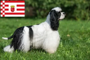 Read more about the article American Cocker Spaniel breeder and puppies in Bremen