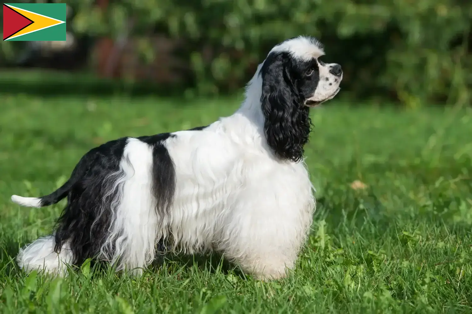 Read more about the article American Cocker Spaniel breeders and puppies in Guyana