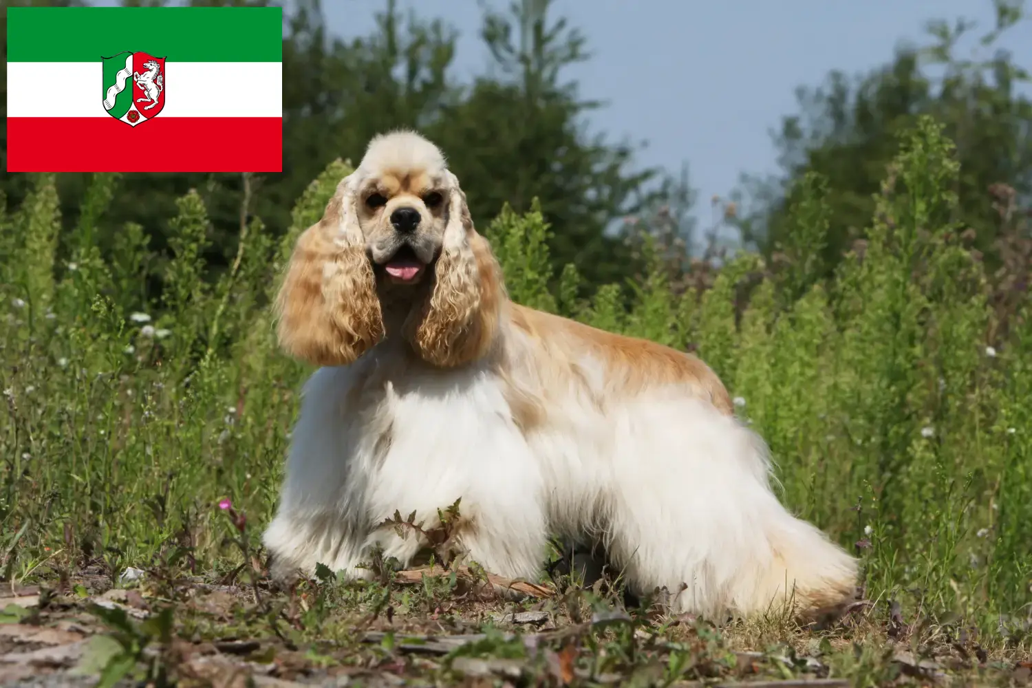 Read more about the article American Cocker Spaniel breeders and puppies in North Rhine-Westphalia