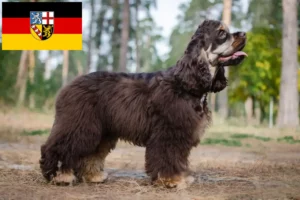 Read more about the article American Cocker Spaniel breeders and puppies in Saarland