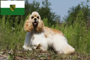 Read more about the article American Cocker Spaniel breeders and puppies in Saxony