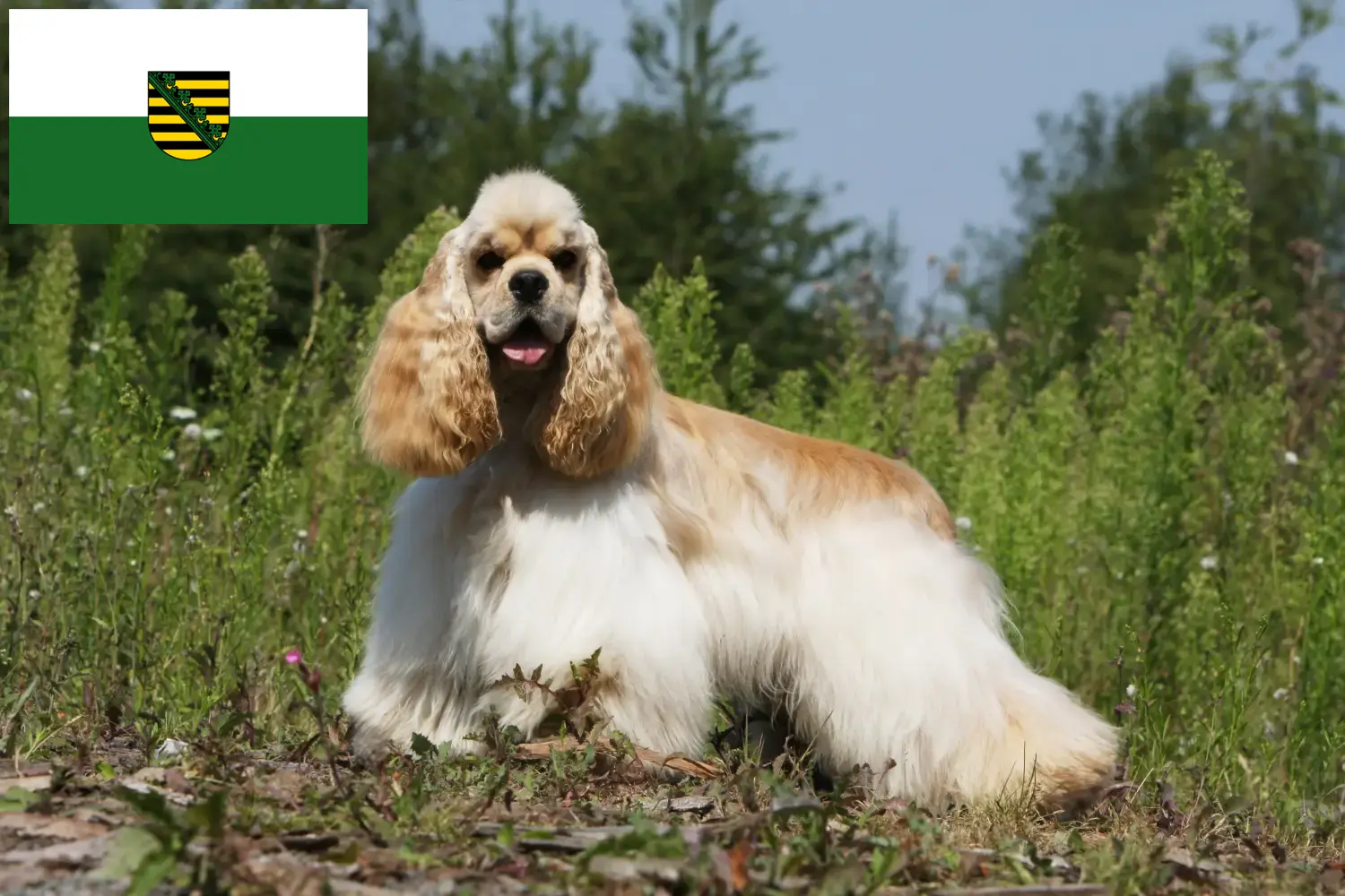 Read more about the article American Cocker Spaniel breeders and puppies in Saxony