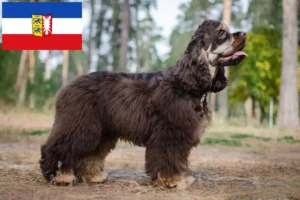 Read more about the article American Cocker Spaniel breeders and puppies in Schleswig-Holstein