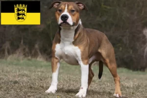 Read more about the article American Staffordshire Terrier breeders and puppies in Baden-Württemberg