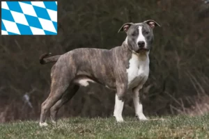 Read more about the article American Staffordshire Terrier breeders and puppies in Bavaria