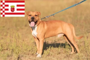Read more about the article American Staffordshire Terrier breeders and puppies in Bremen