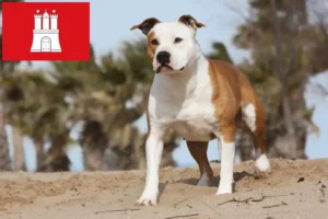 Read more about the article American Staffordshire Terrier breeders and puppies in Hamburg
