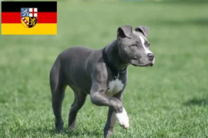 Read more about the article American Staffordshire Terrier breeders and puppies in Saarland