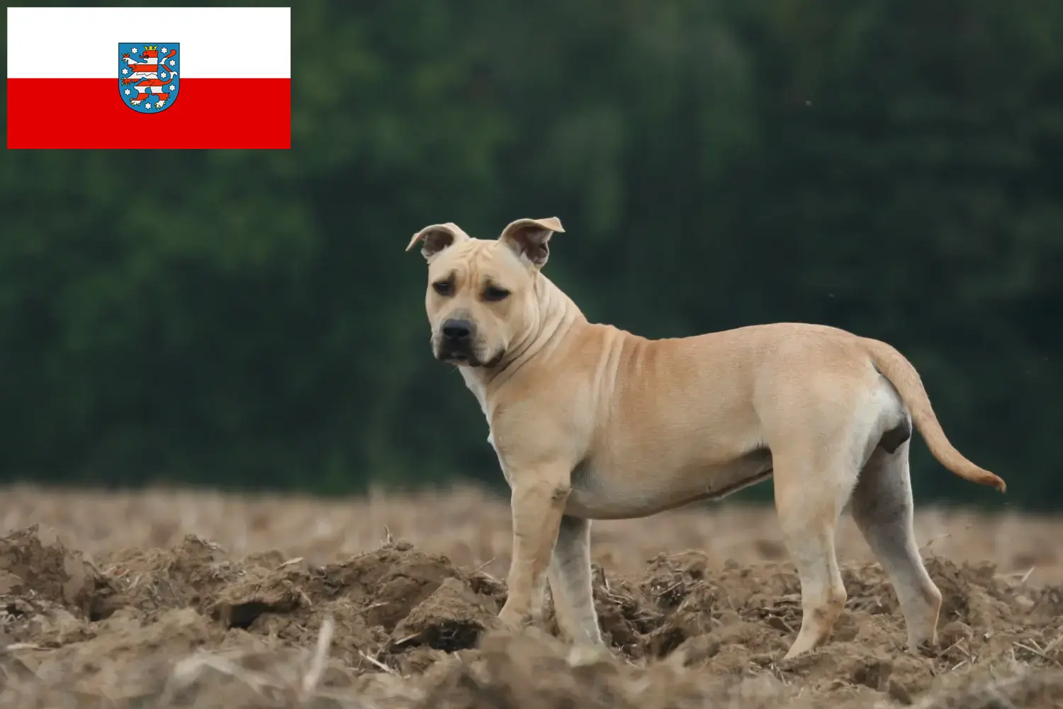 Read more about the article American Staffordshire Terrier breeders and puppies in Thuringia