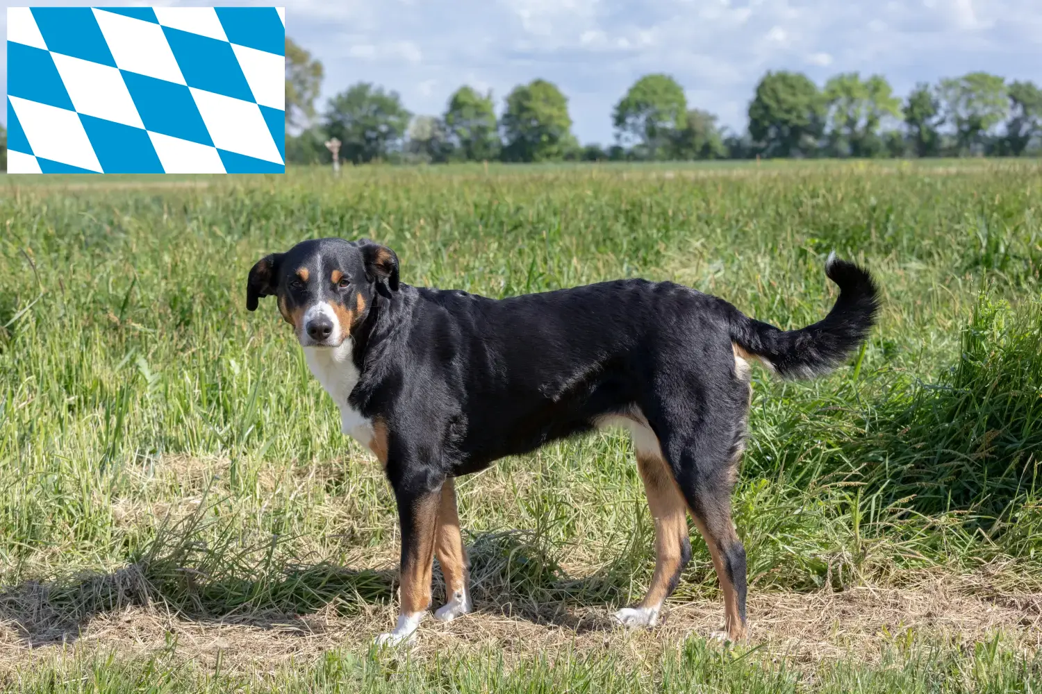 Read more about the article Appenzell Mountain Dog Breeder and Puppies in Bavaria