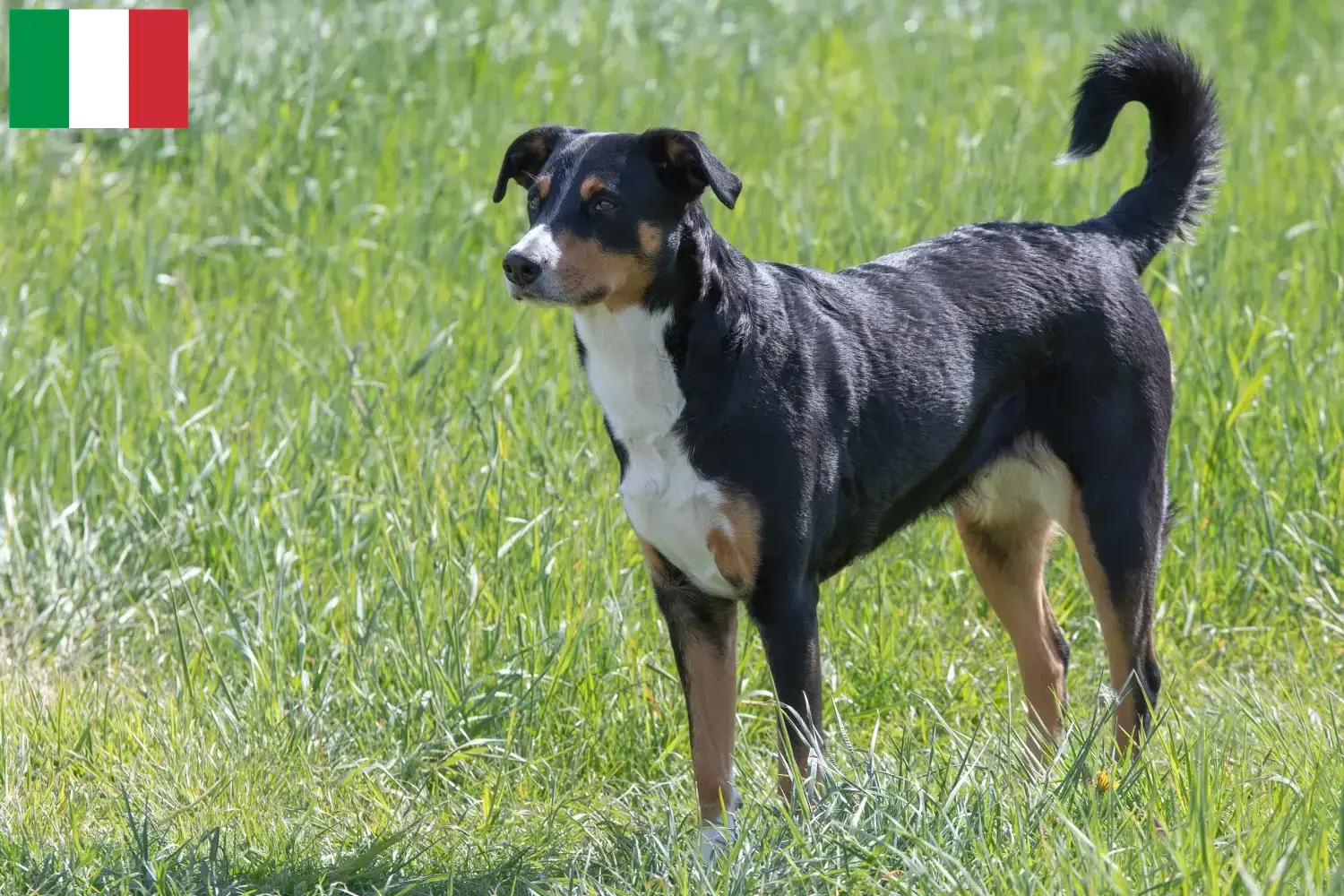 Read more about the article Appenzell Mountain Dog Breeder and Puppies in Italy