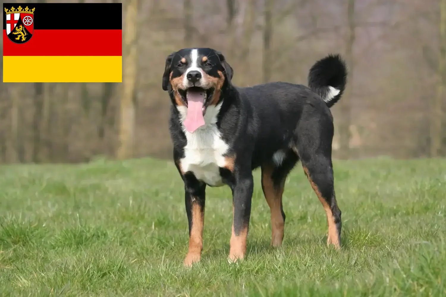 Read more about the article Appenzell Mountain Dog Breeder and Puppies in Rhineland-Palatinate