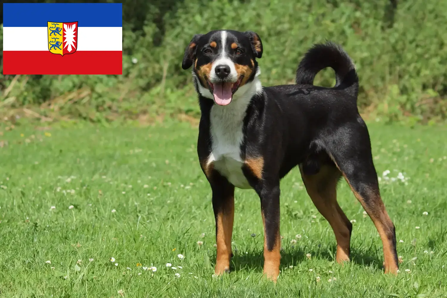 Read more about the article Appenzell Mountain Dog Breeder and Puppies in Schleswig-Holstein