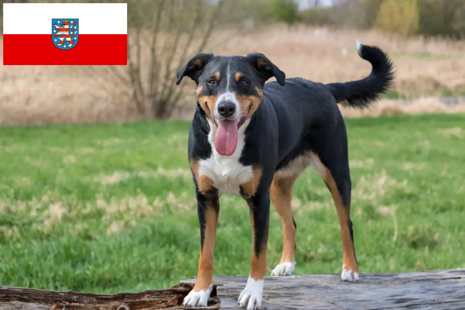Read more about the article Appenzell Mountain Dog Breeder and Puppies in Thuringia