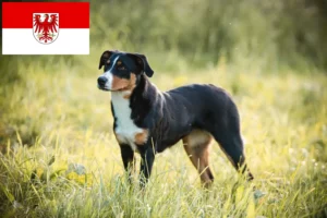 Read more about the article Appenzell Mountain Dog Breeder and Puppies in Brandenburg