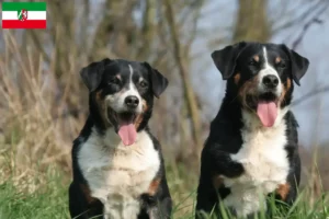 Read more about the article Appenzell Mountain Dog Breeder and Puppies in North Rhine-Westphalia