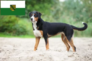 Read more about the article Appenzell Mountain Dog Breeder and Puppies in Saxony