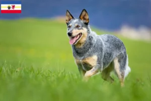 Read more about the article Australian Cattle Dog breeders and puppies in Mecklenburg-Vorpommern