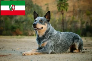 Read more about the article Australian Cattle Dog breeders and puppies in North Rhine-Westphalia