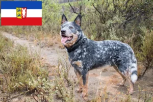 Read more about the article Australian Cattle Dog breeders and puppies in Schleswig-Holstein