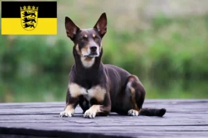 Read more about the article Australian Kelpie breeders and puppies in Baden-Württemberg