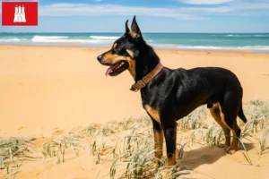 Read more about the article Australian Kelpie breeder and puppies in Hamburg