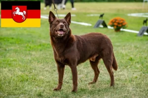 Read more about the article Australian Kelpie breeders and puppies in Lower Saxony