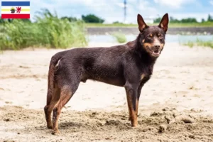 Read more about the article Australian Kelpie breeders and puppies in Mecklenburg-Vorpommern