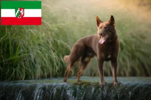 Read more about the article Australian Kelpie breeders and puppies in North Rhine-Westphalia