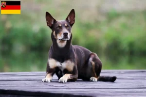 Read more about the article Australian Kelpie breeders and puppies in Rhineland-Palatinate
