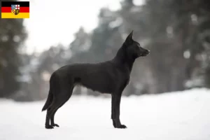 Read more about the article Australian Kelpie breeders and puppies in Saarland