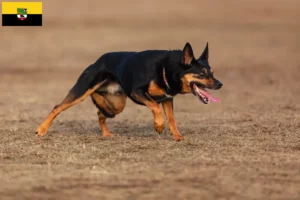 Read more about the article Australian Kelpie breeders and puppies in Saxony-Anhalt