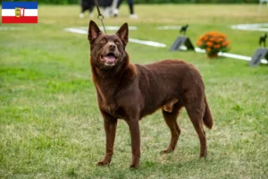 Read more about the article Australian Kelpie breeders and puppies in Schleswig-Holstein