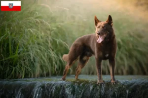 Read more about the article Australian Kelpie breeders and puppies in Thuringia