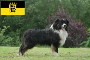 Read more about the article Australian Shepherd breeders and puppies in Baden-Württemberg