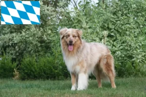 Read more about the article Australian Shepherd breeders and puppies in Bavaria