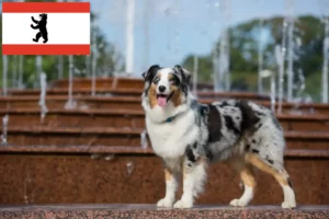Read more about the article Australian Shepherd breeders and puppies in Berlin