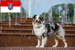 Read more about the article Australian Shepherd breeders and puppies in Hessen